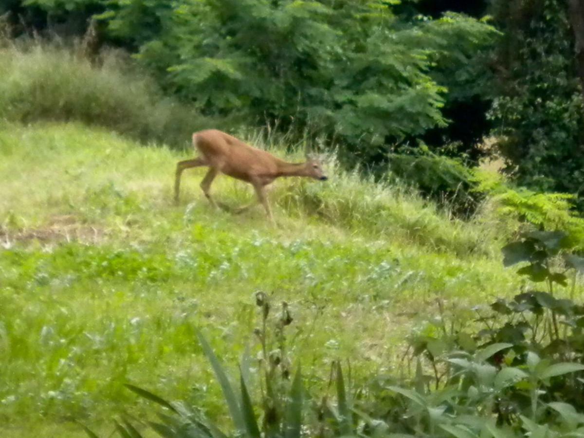 Agriturismo Bosco Fiorito Villa มูเจีย ภายนอก รูปภาพ